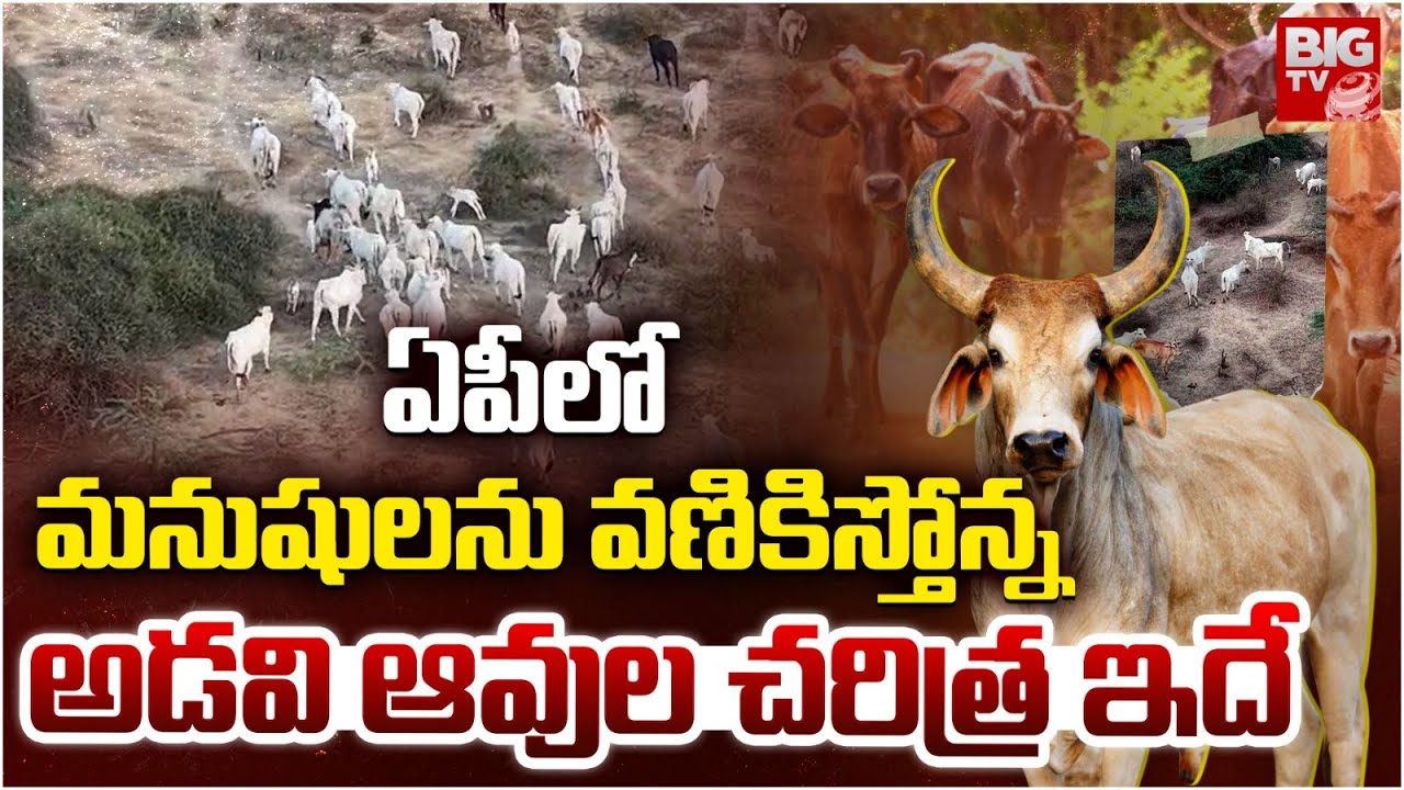 ఆవుకు, అడవి ఆవులకు తేడా ఏంటి? | Adavi Avulu In Nandigama | wild cows in Nandigama | BIG TV