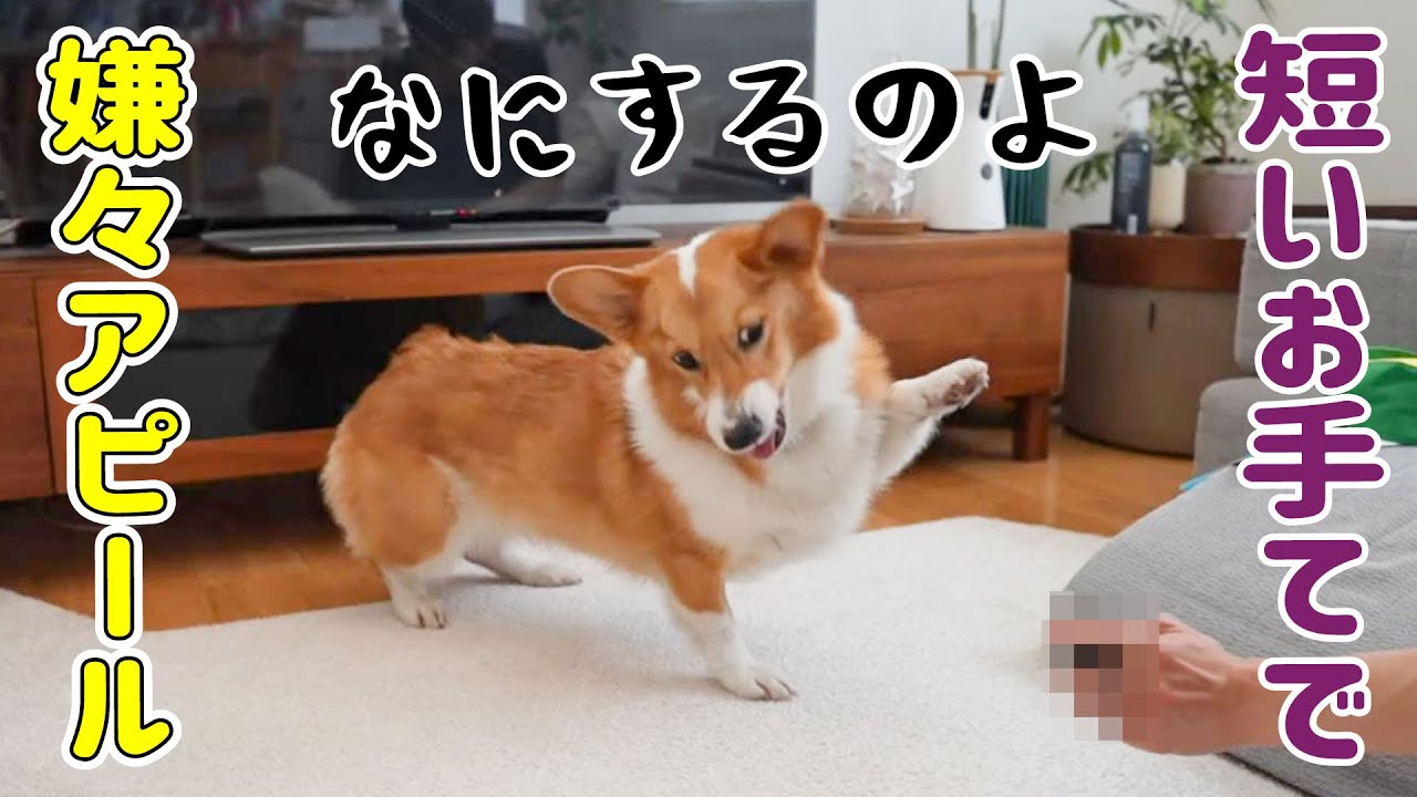 怒る元気が出てくれて嬉しいです！【寛解コーギー】