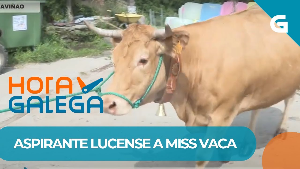 🐮🌟 Coñecemos a LINDA, aspirante a MISS VACA