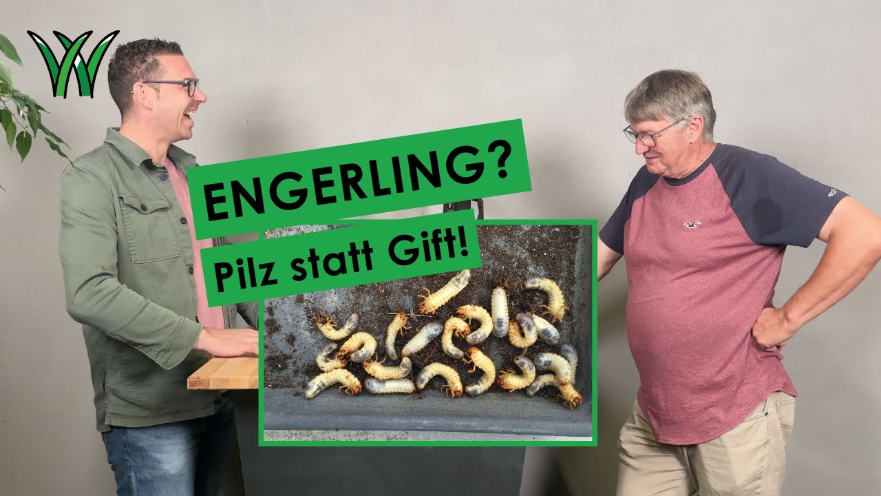 Engerlinge killen ohne Gift: Mit Pilzpower aus Tirol