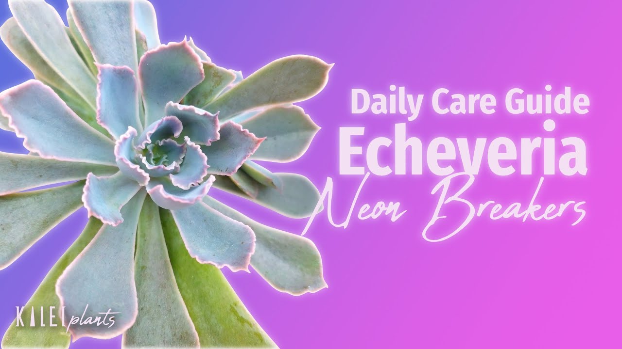 Echeveria Neon Breakers 101 - Care Guide, Problems & Propagation