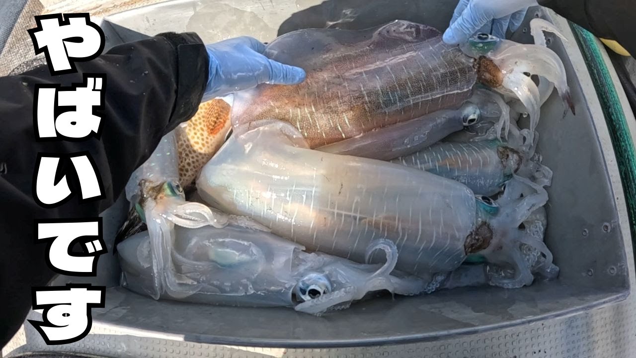 良型アオリが釣れすぎるチート仕掛け紹介