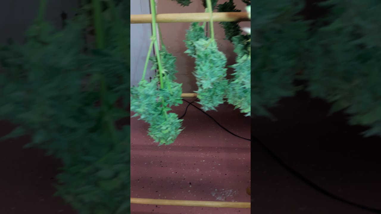 Mephisto genetics Sour orange diesel kush (SODK)