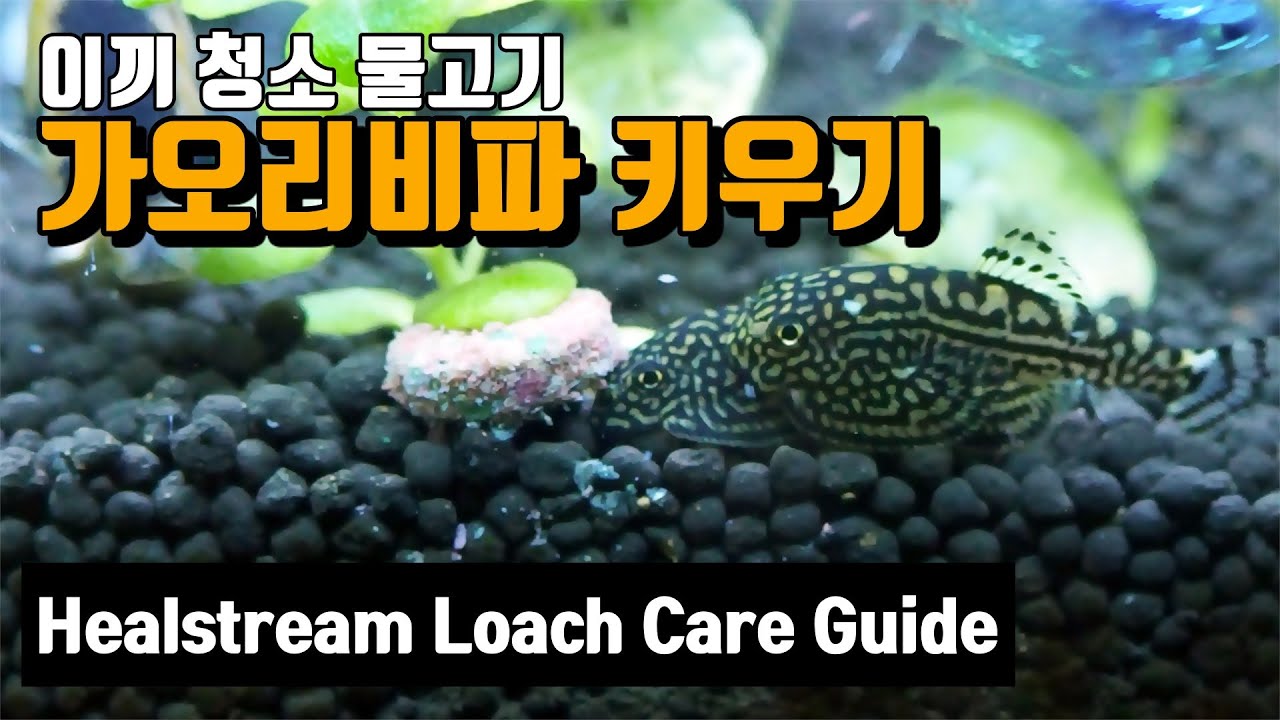 [Mylina TV]Hillstream Loach Care Guide/Algae eater/Tank mates