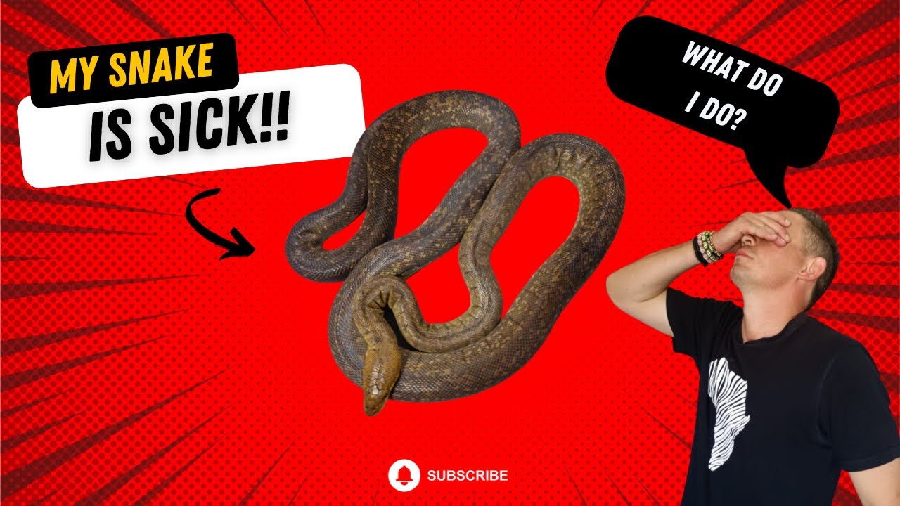 HOW TO TREAT RI #reptiles #snakes #RI #macklotspython #liasismackloti