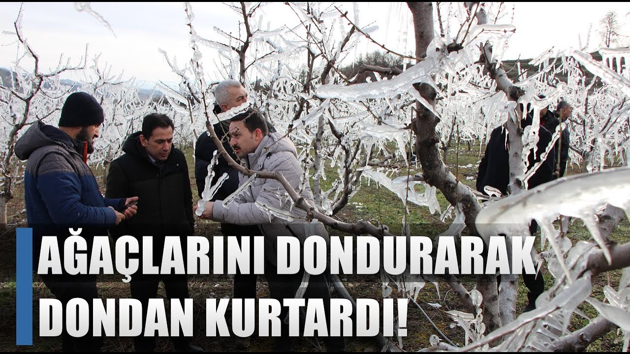 Çiftçi Ağaçlarını Dondan Dondurarak Kurtardı! İşte O Yönetem / AGRO TV HABER