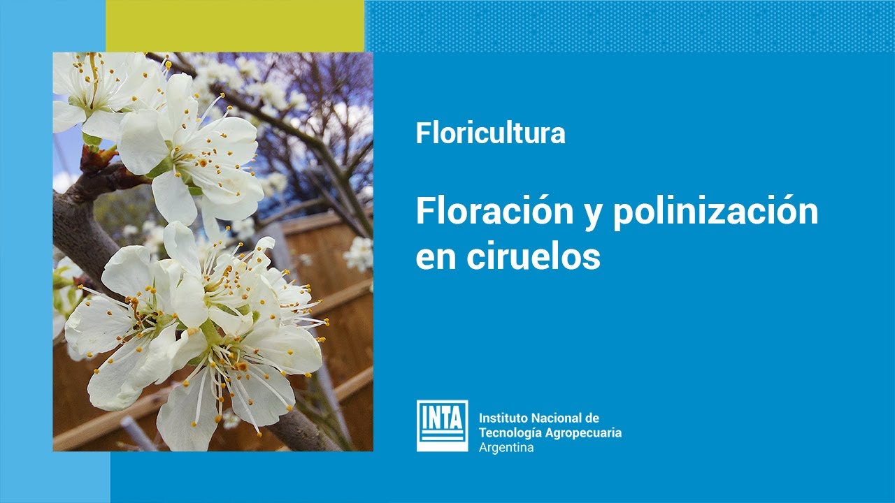 Floración y polinización en ciruelos