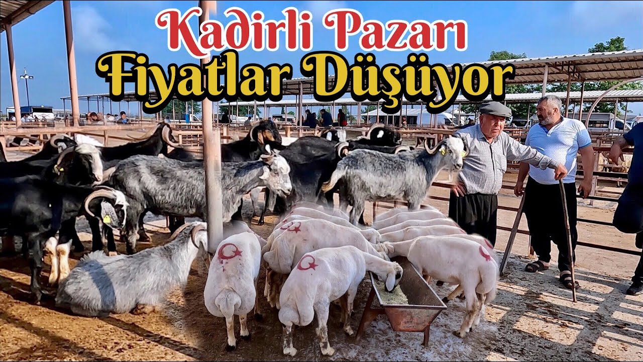 Kadirli Hayvan Pazarı Fiyatlar Düşüyor ! İŞTE 2024 KURBANLIK FİYATLARI