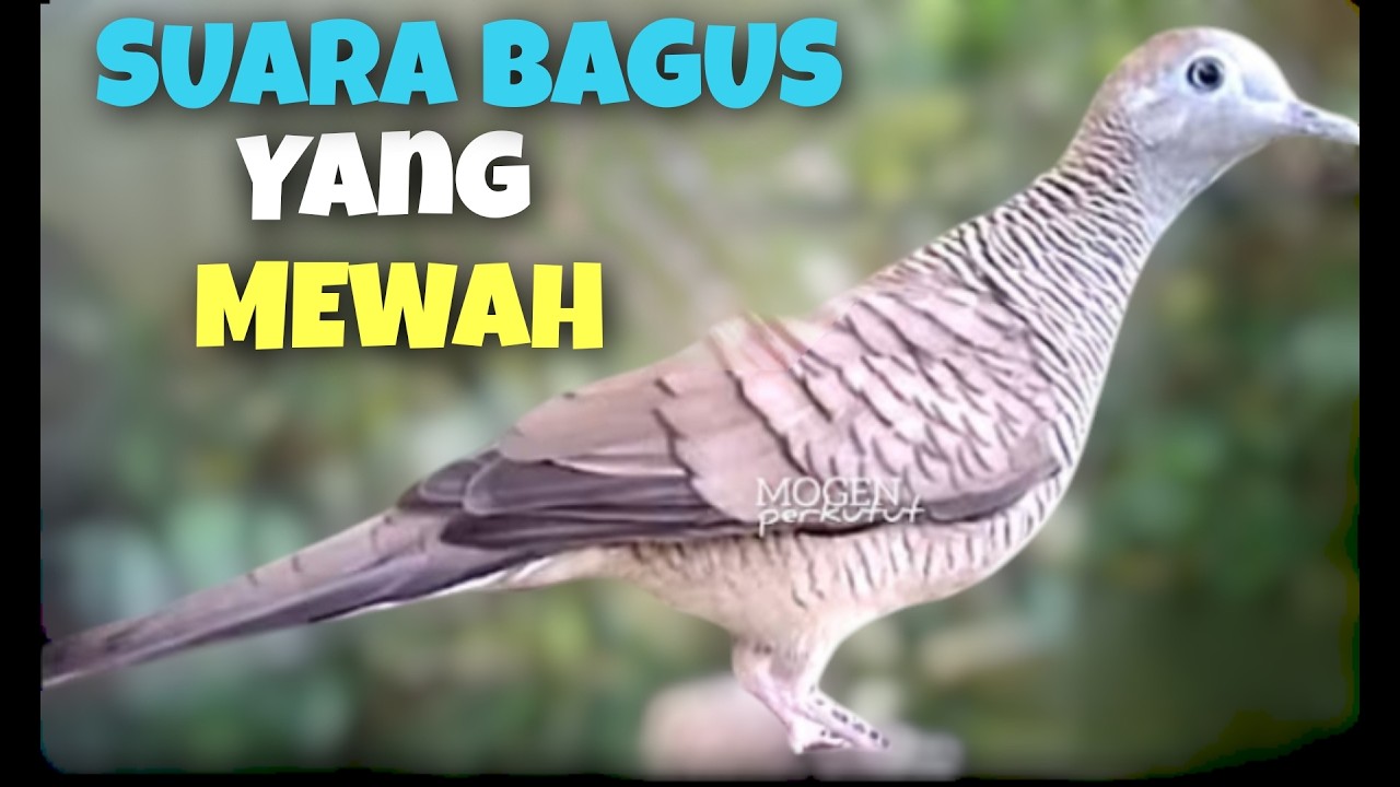 SUARA SUPER MEWAH,, SUARA PERKUTUT LOKAL GACOR SUARA BAGUS MASTERAN SEMUA PERKUTUT