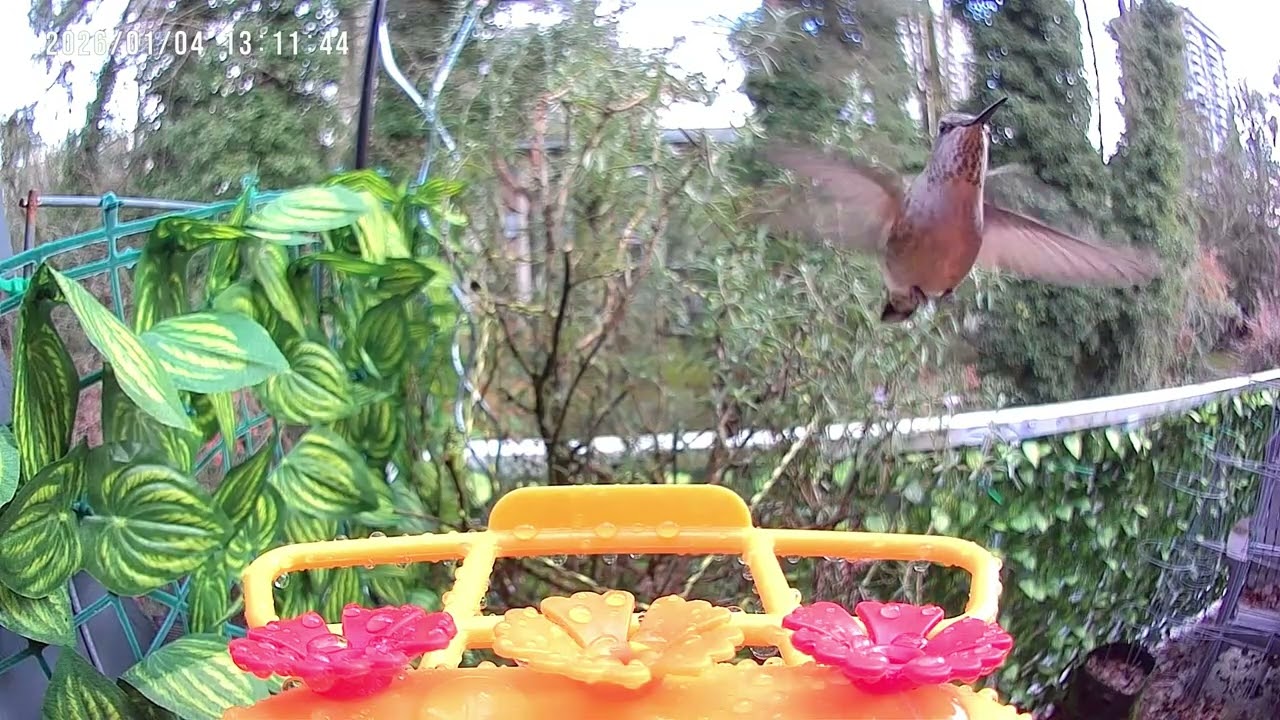 A Rainy Day at the Feeder as the Weather Clears