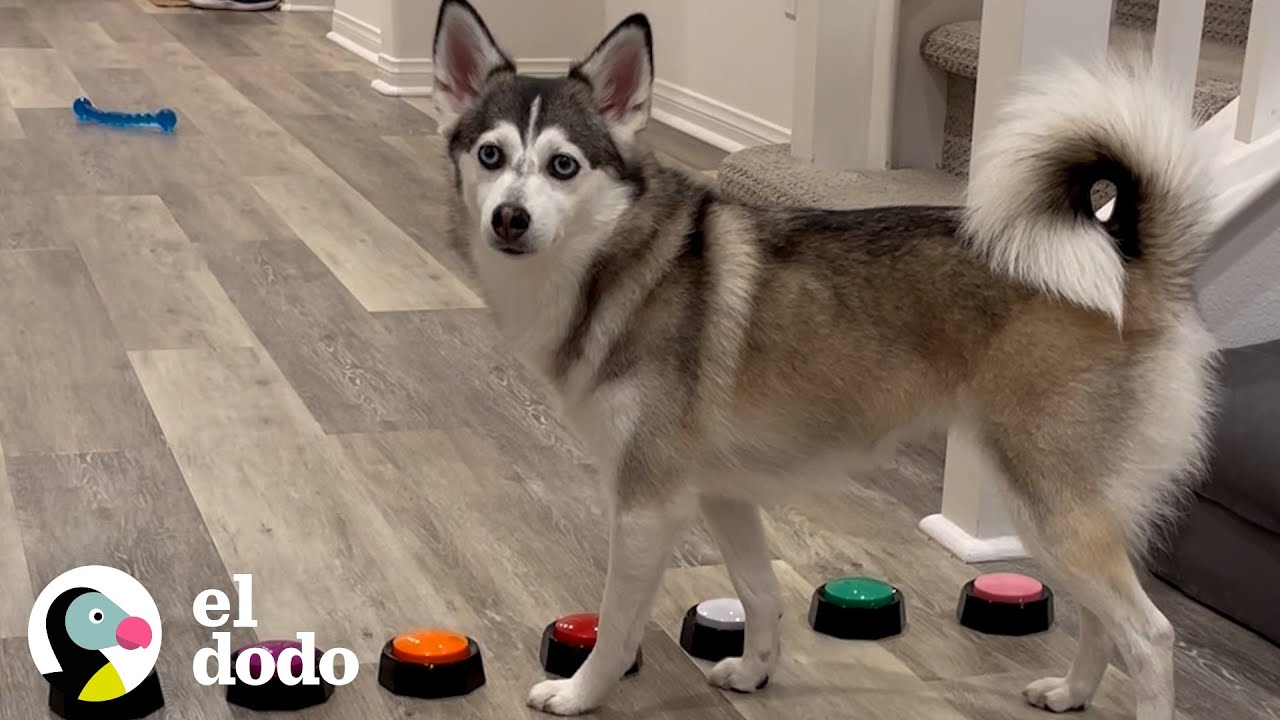 Husky tiene una forma muy espec&iacute;fica de llamar la atenci&oacute;n de sus padres | El Dodo
