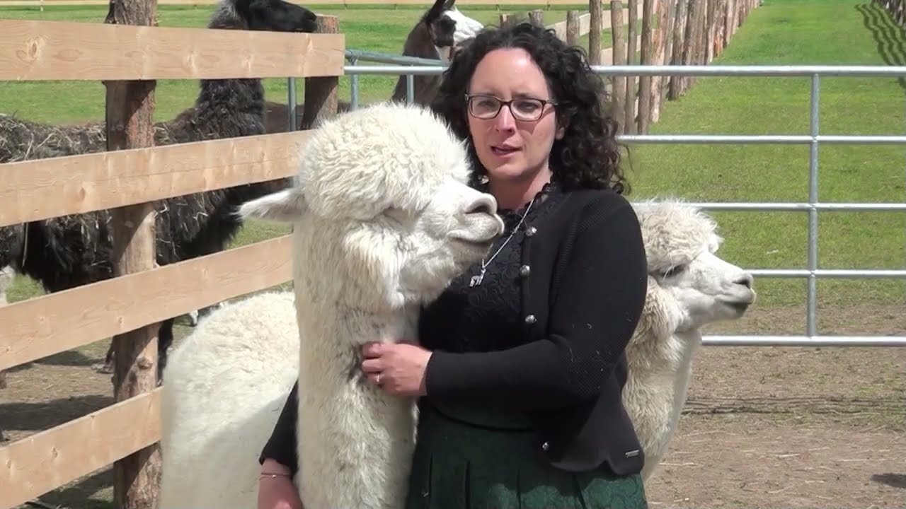 Alpakafarm Friedam-Kaufmann in Tragöß