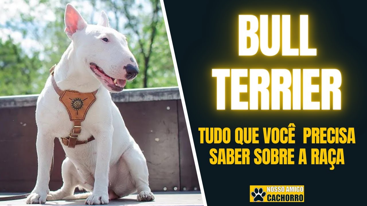 RAÇA BULL TERRIER - Tudo sobre a raça Bull Terrier