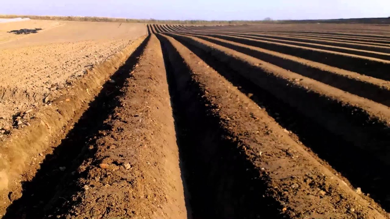 Sadzenie ziemniaków - planting potatoes
