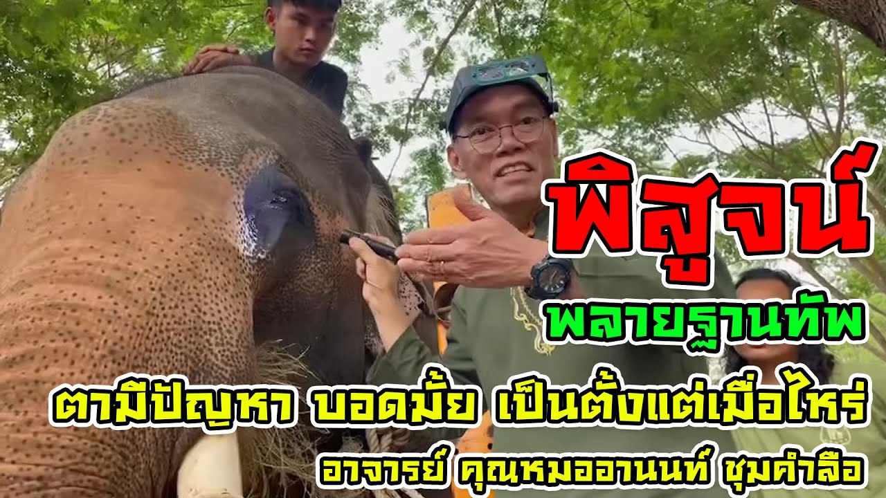 คำตอบสุดท้ายจากอาจารย์หมออานนท์ ชุมคำลือ หมอผู้เชี่ยวชาญโรคตาในสัตว์ พลายฐานทัพตาบอดมั้ย นานเท่าไหร่