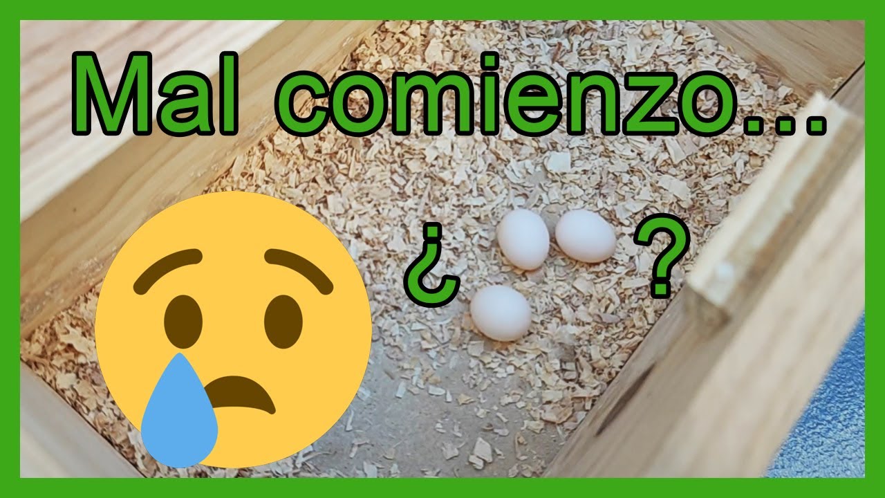 🦜Cria de ninfas. Ninfas no incuban 😦😦