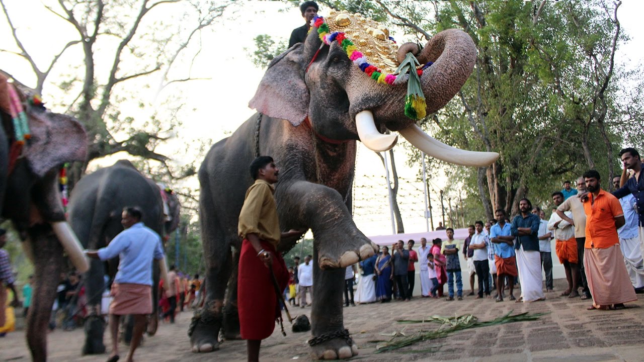 Kerala Elephants at Vadakkumnathan Temple - Thrissur Pooram 2017