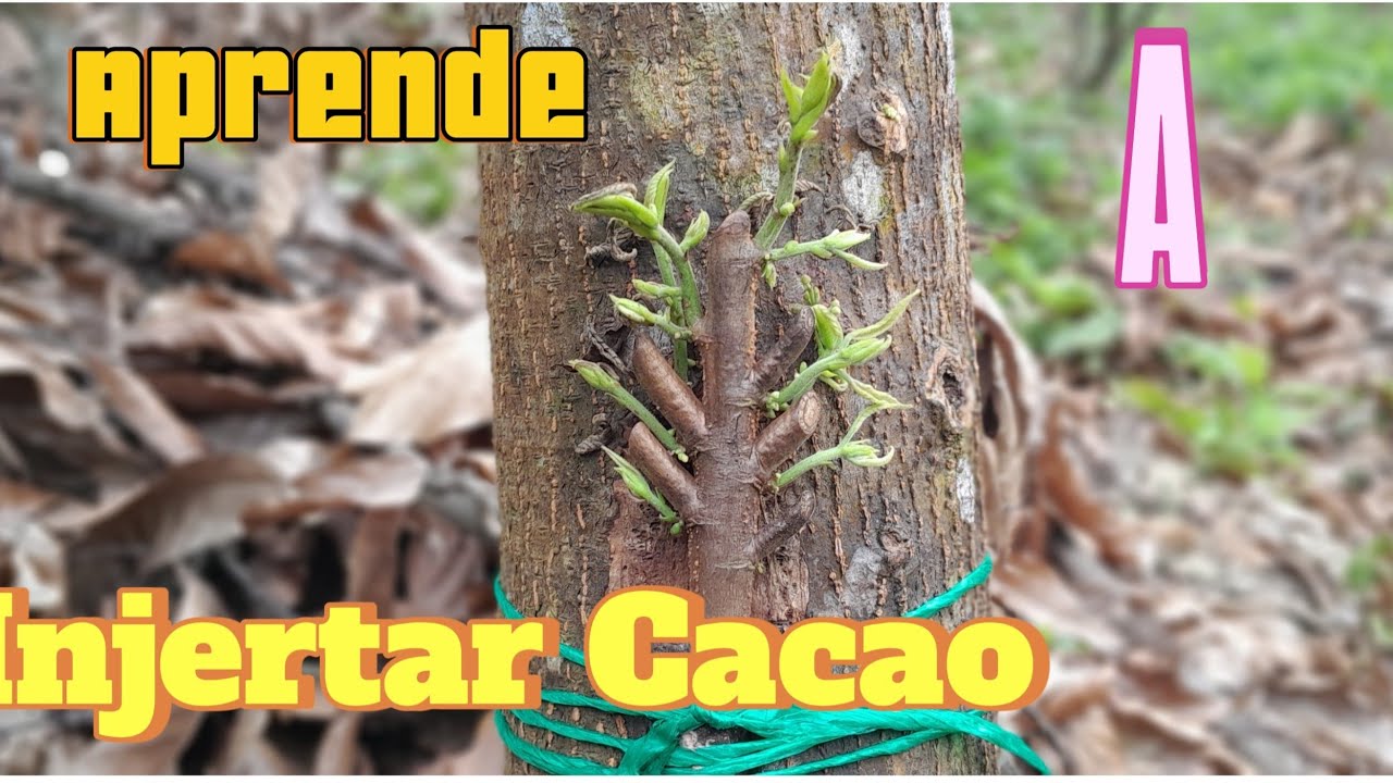 FORMA EFECTIVA DE INJERTAR CACAO #cacao #injertos
