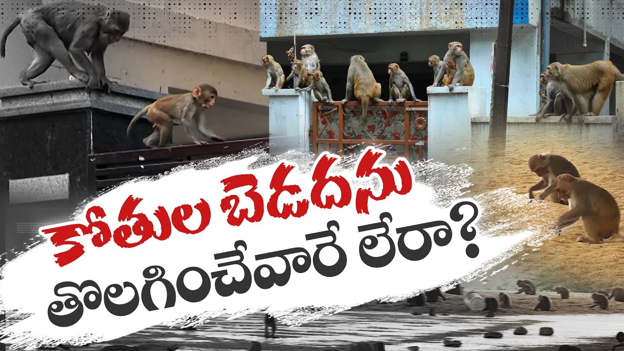 Monkey Menace | Troop of Monkeys Wreak Havoc in State | Deeply Troubling Farmers || Idi Sangathi