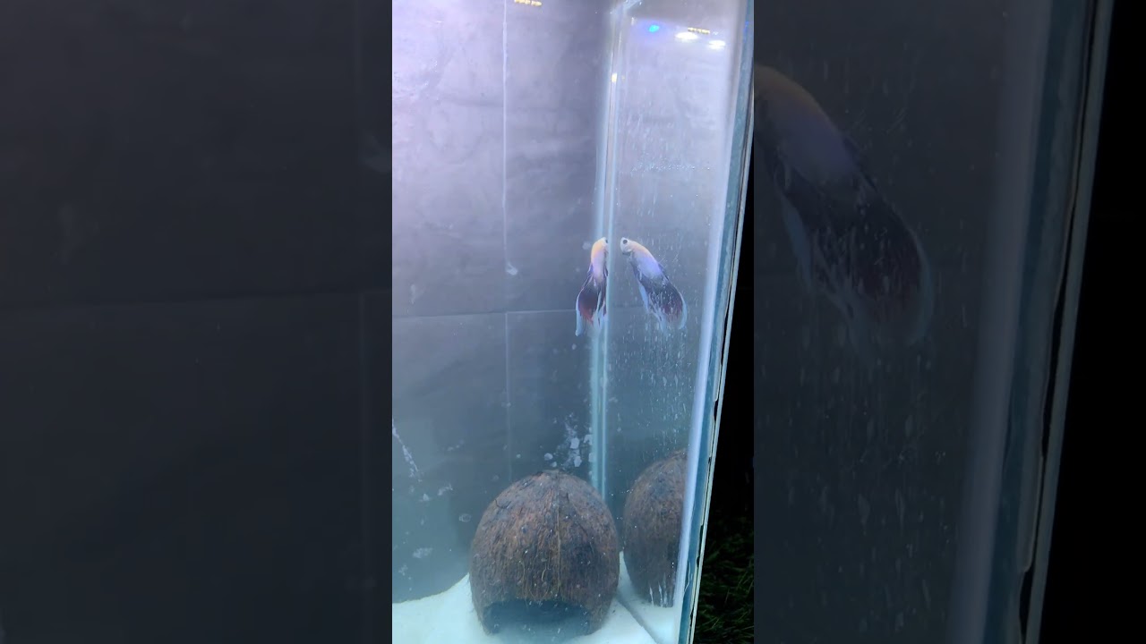 New setup for my beta🐟#BettaFish #Betta #SiameseFightingFish #BettaLove #BettaBeauty