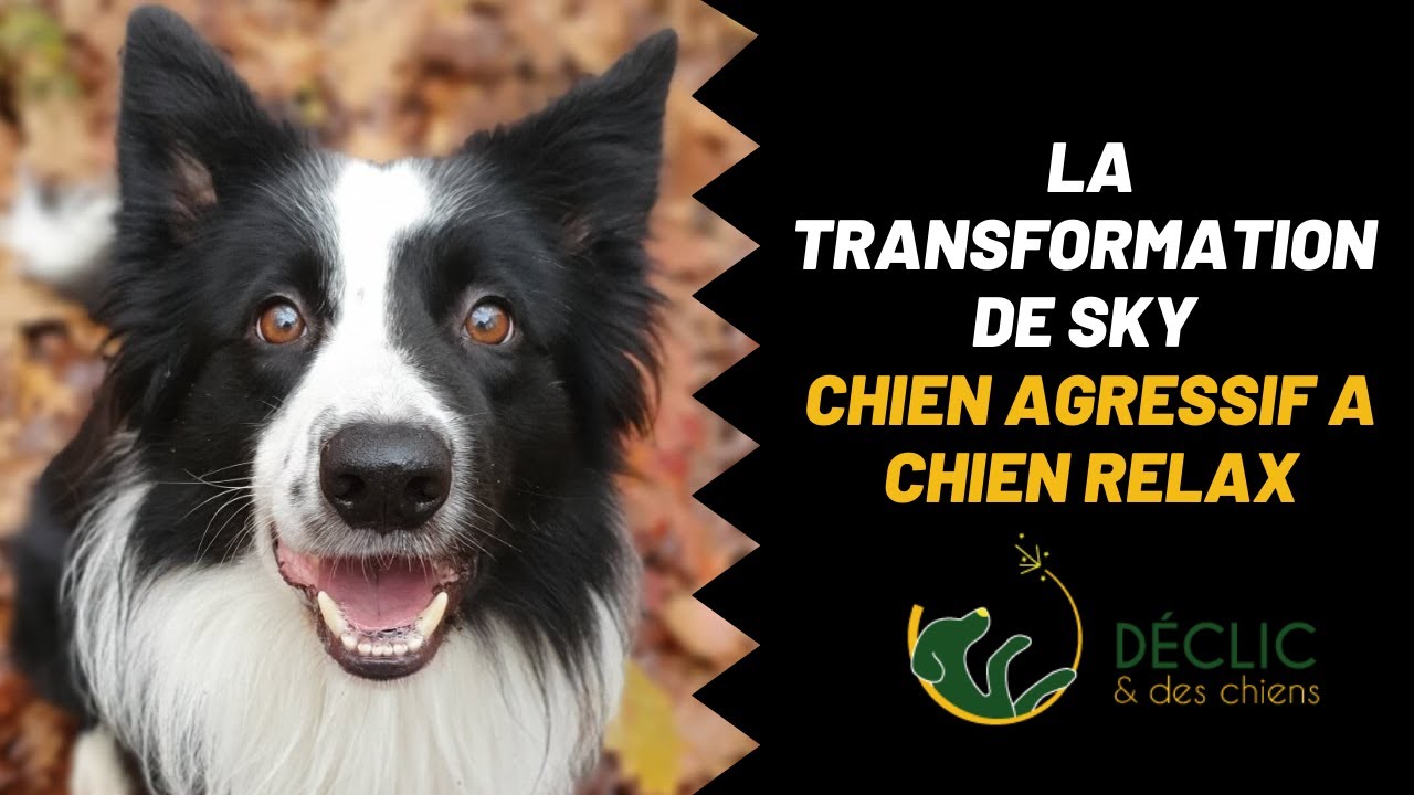 L'histoire de Sky, de chien agressif à chien relax : la solution?