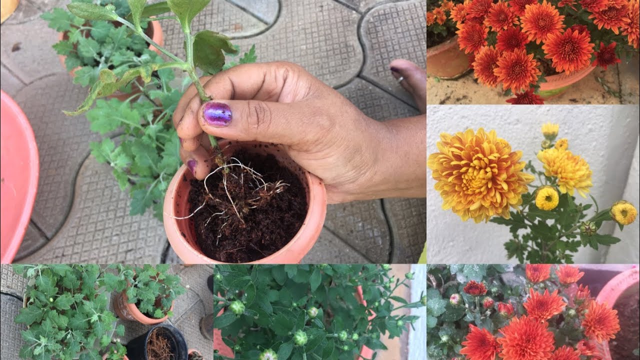 ಸೇವಂತಿಗೆ ಗಿಡವನ್ನು repot ಹೇಗೆ ಮಾಡುವುದು? Cutting ನಿಂದ ಹೇಗೆ ಬೆಳೆಯುವುದು? ಸೇವಂತಿಗೆ update video