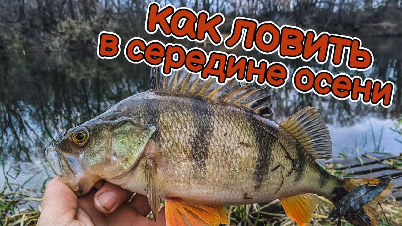 как ловить щуку и окуня в середине осени | яркие приманки выручают | Тест Palms Pinwheel PFGS-75L