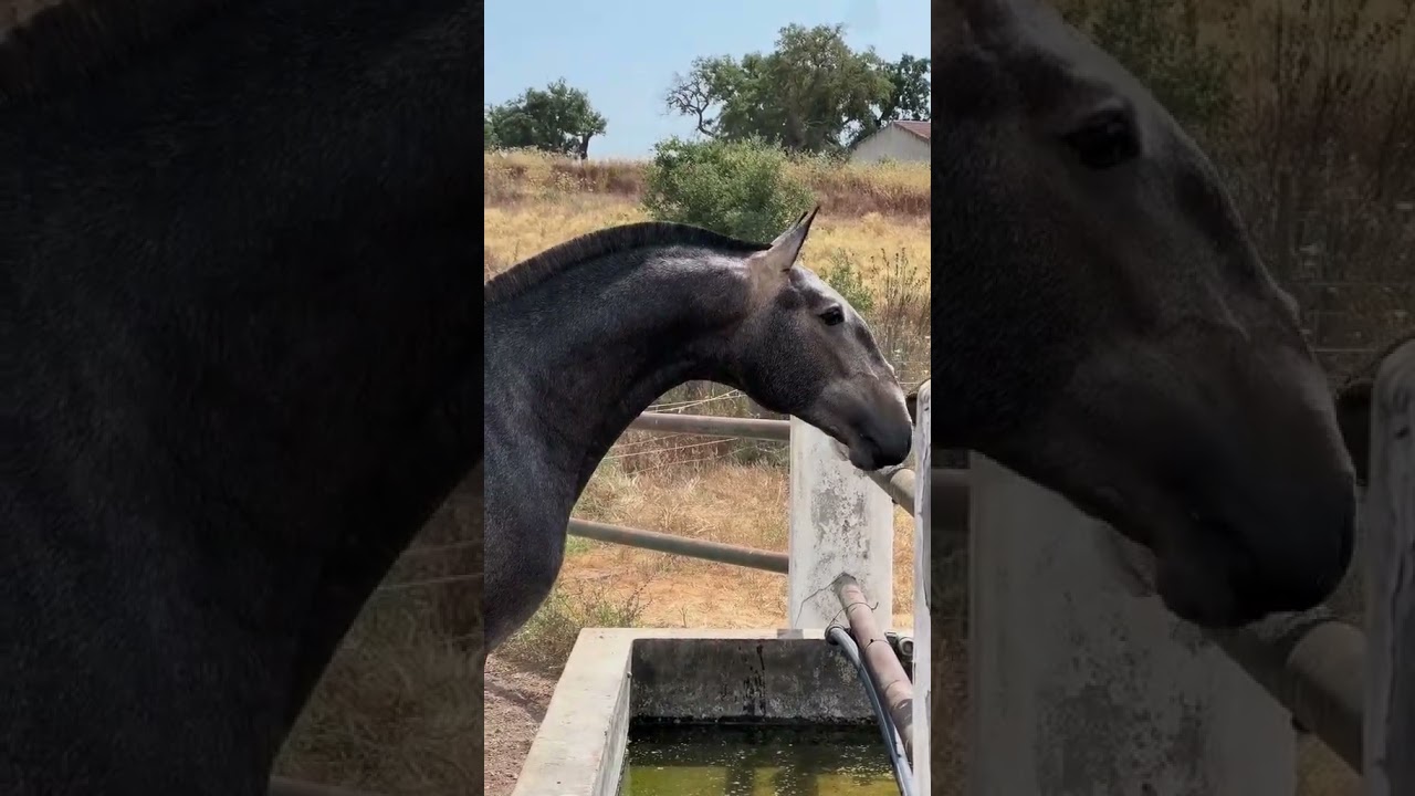 Caballo Lusitano - La Joya Ecuestre de Portugal #shorts #caballos #lusitano