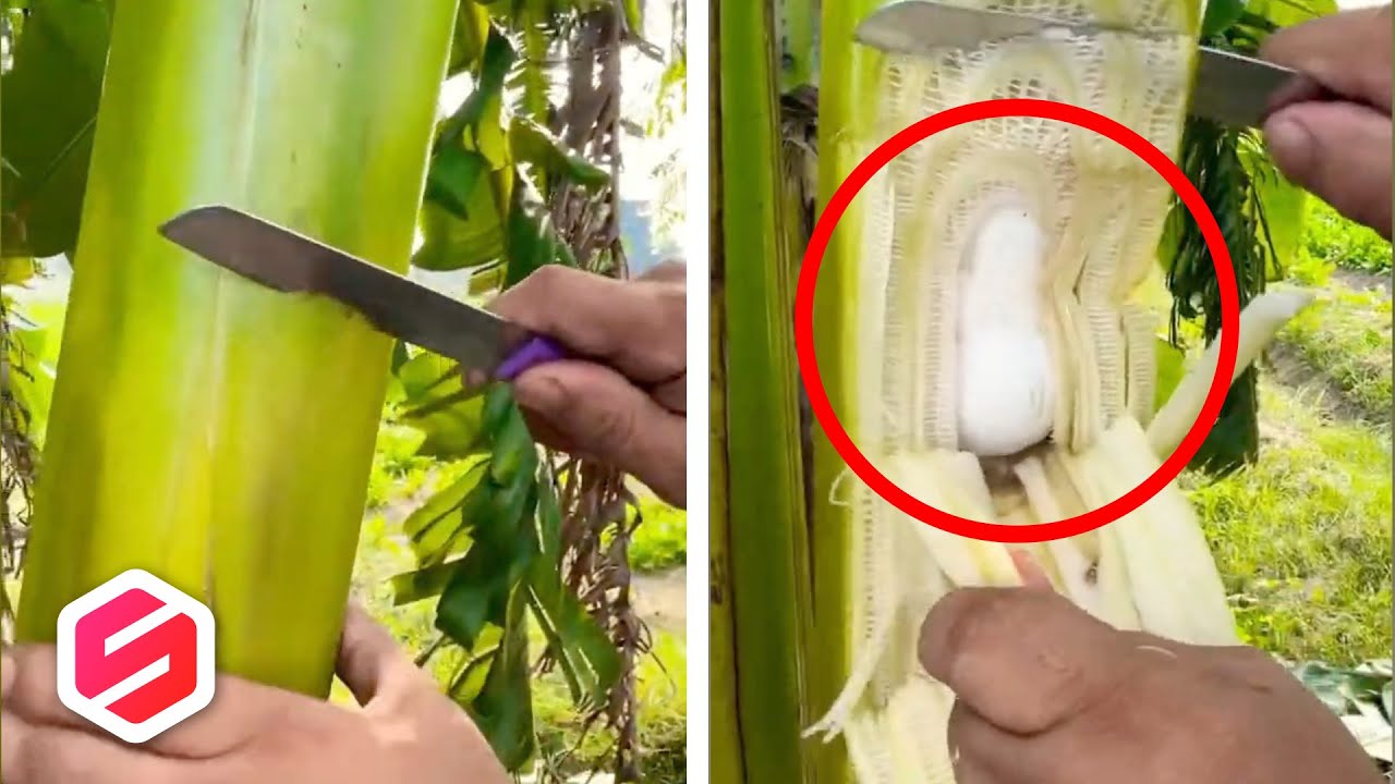 JANTUNG PISANG? Pas Dibuka Isinya Tak Terduga, Ini 10 Penemuan mengejutkan dalam pohon
