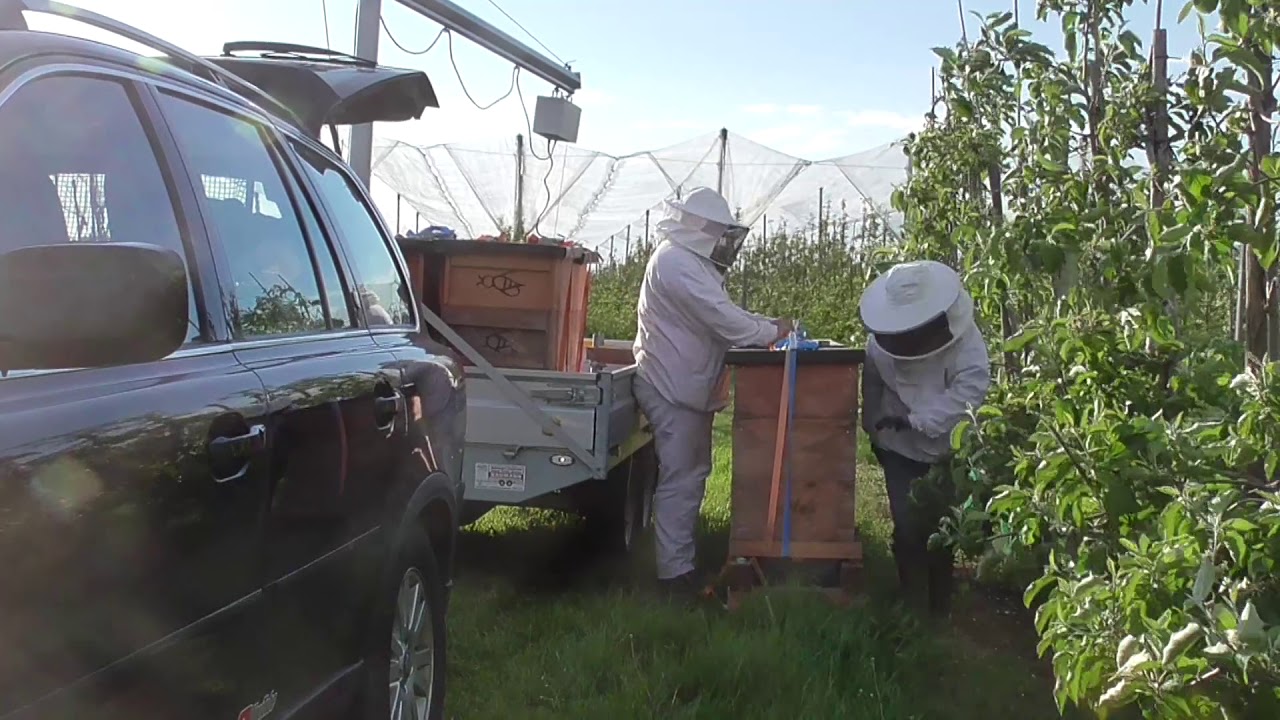 Bienen Imkerei, Wandertechnik im Einsatz!