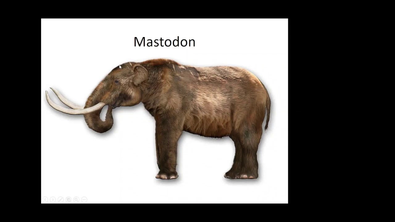 Mammoths in Our Midst