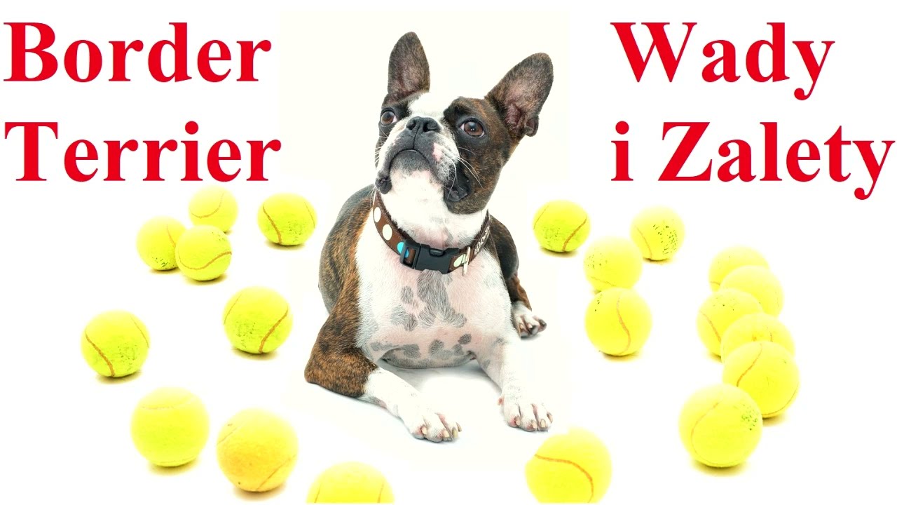 Boston Terier - Wady  i Zalety