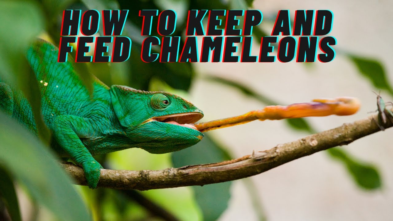 Chameleon tips: How to keep and feed chameleons