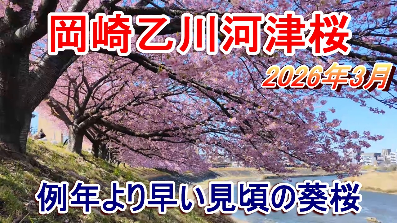 【葵桜】岡崎市 乙川の河津桜 【2026年3月4日撮影】