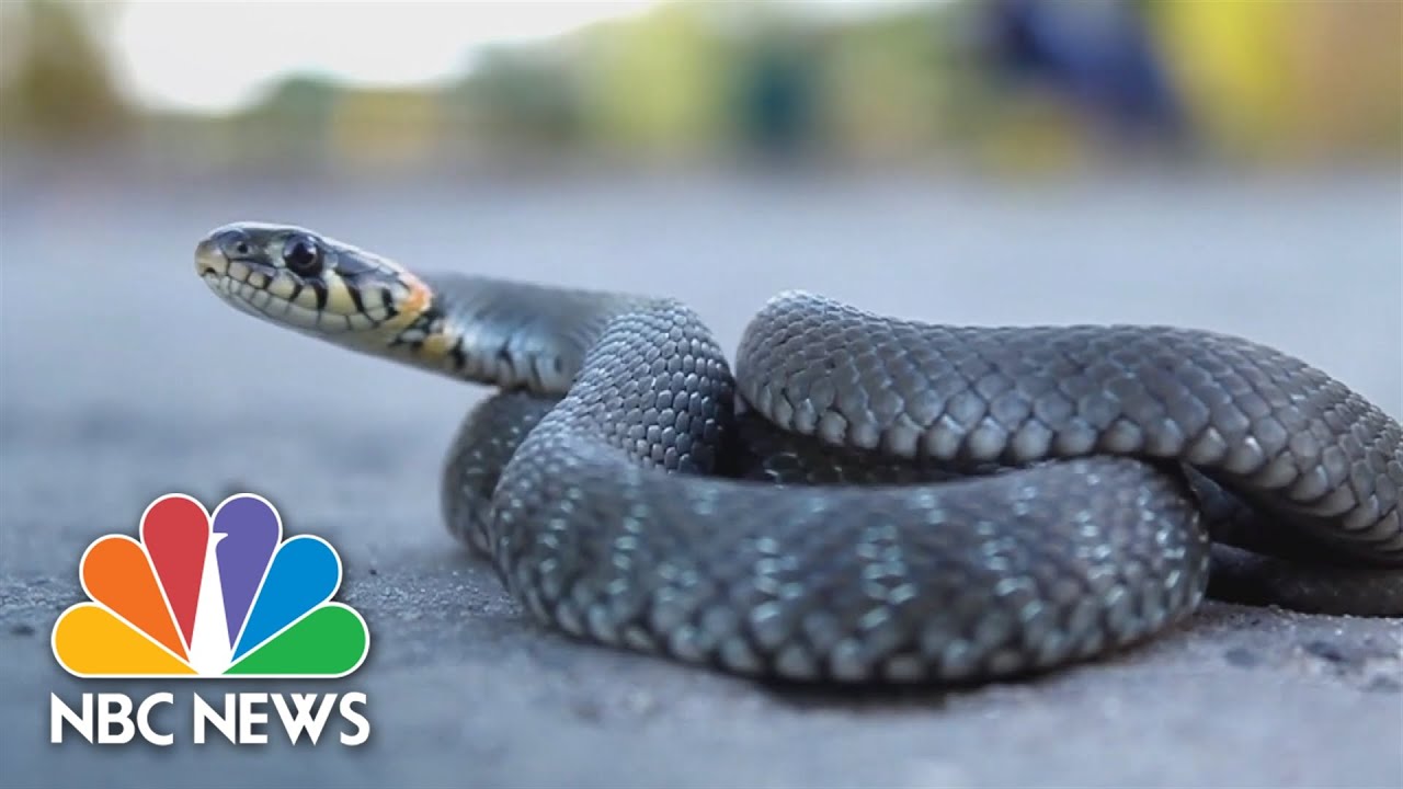 Rerouting For Reptiles: Snake Migration Stops Traffic On Illinois Road