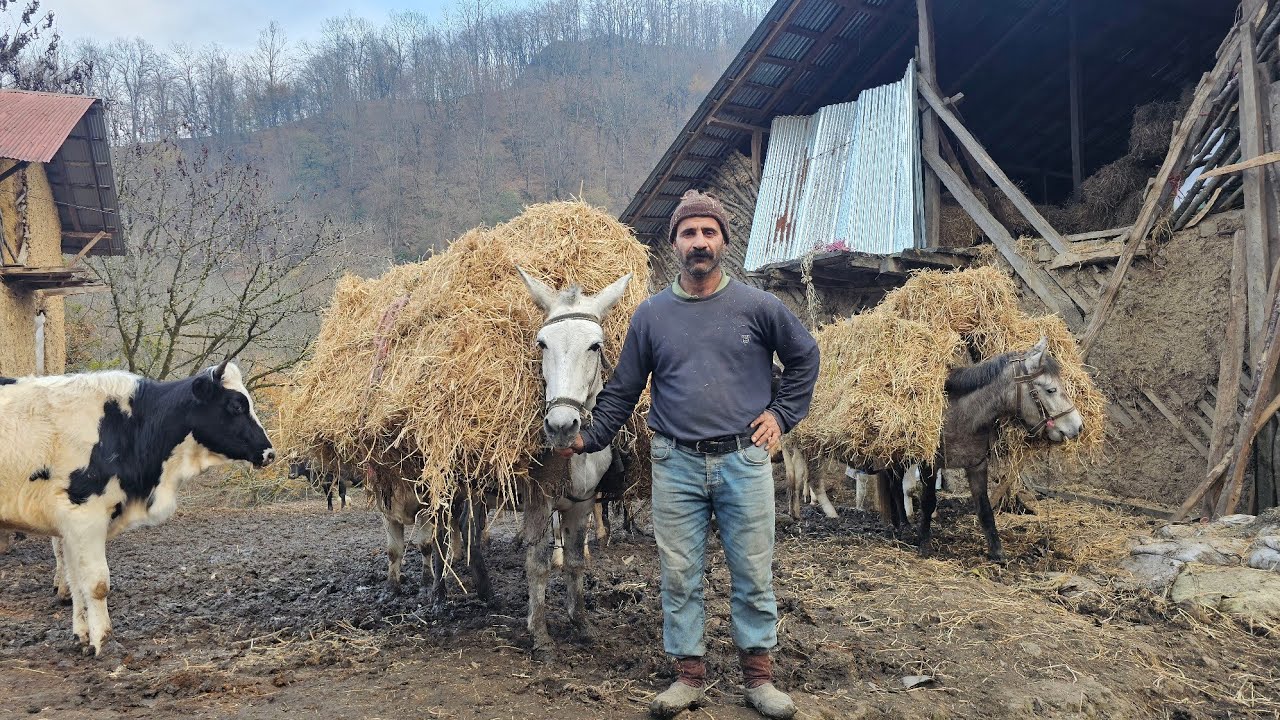 Nomadic animal husbandry and the joy of rural life, bringing loads with a mule