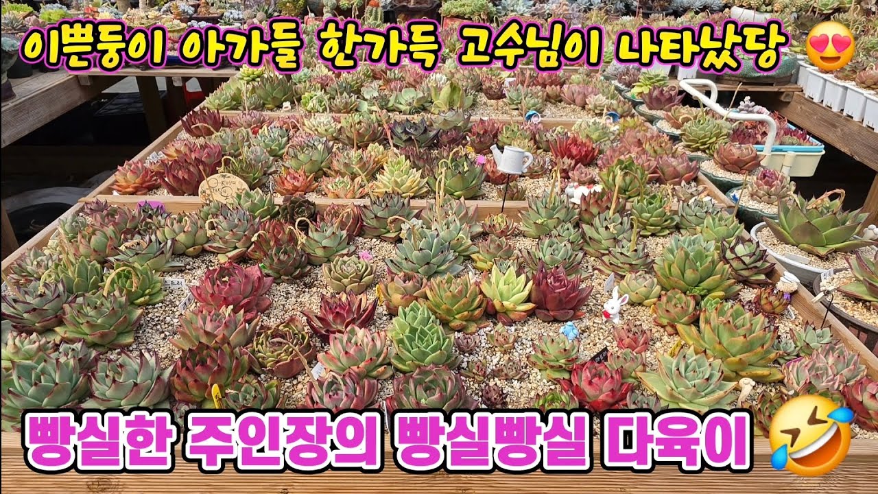 이쁜 아가들이 한가득 빵실빵실 똥실똥실 취향 확고한 정원다육님 귀둥이 이쁜이들 함께 구경 하시지용 😍 #묵둥이 #창 #다육이 #선별 #특이종 #수원정원다육 #달콤한총각다육