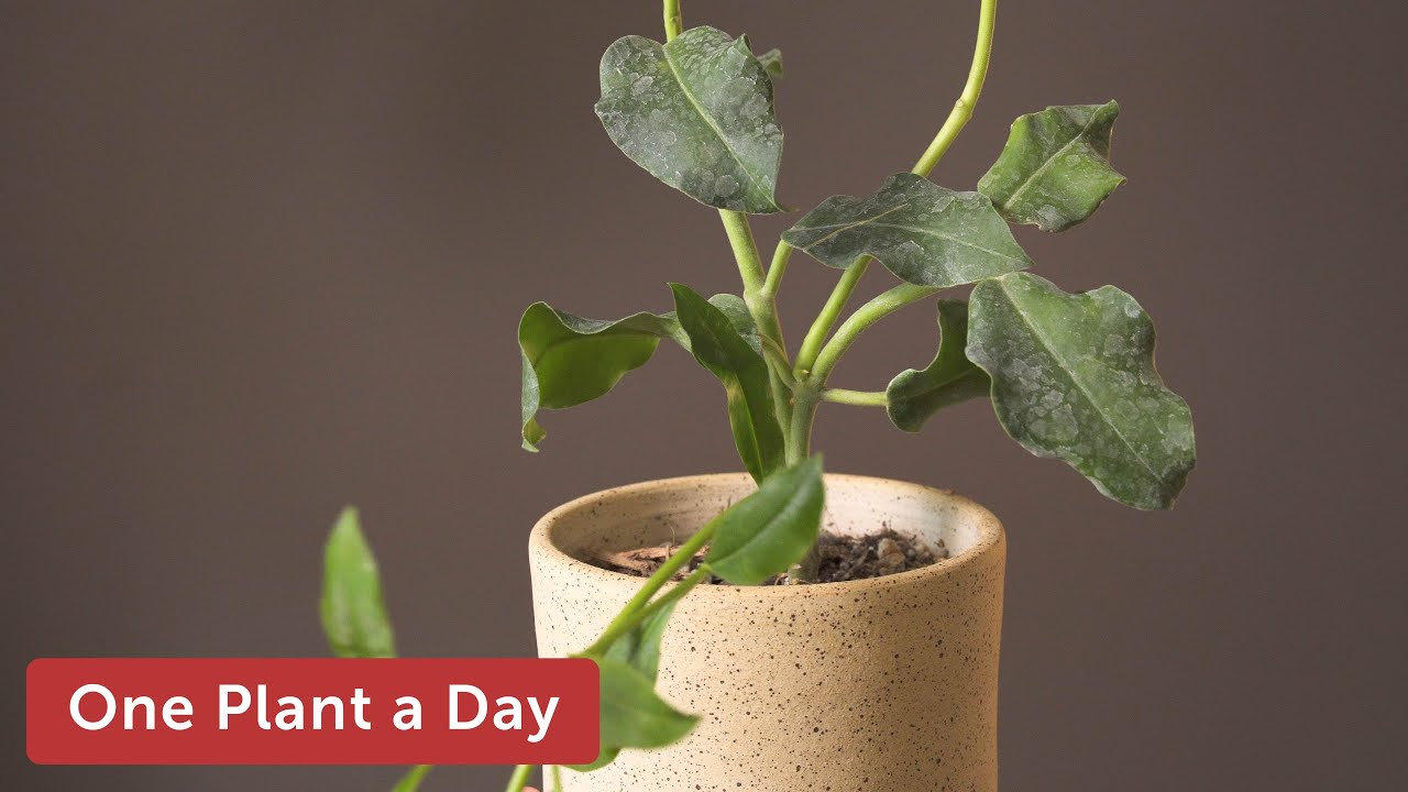 Hoya imperialis Houseplant Care — 121 of 365