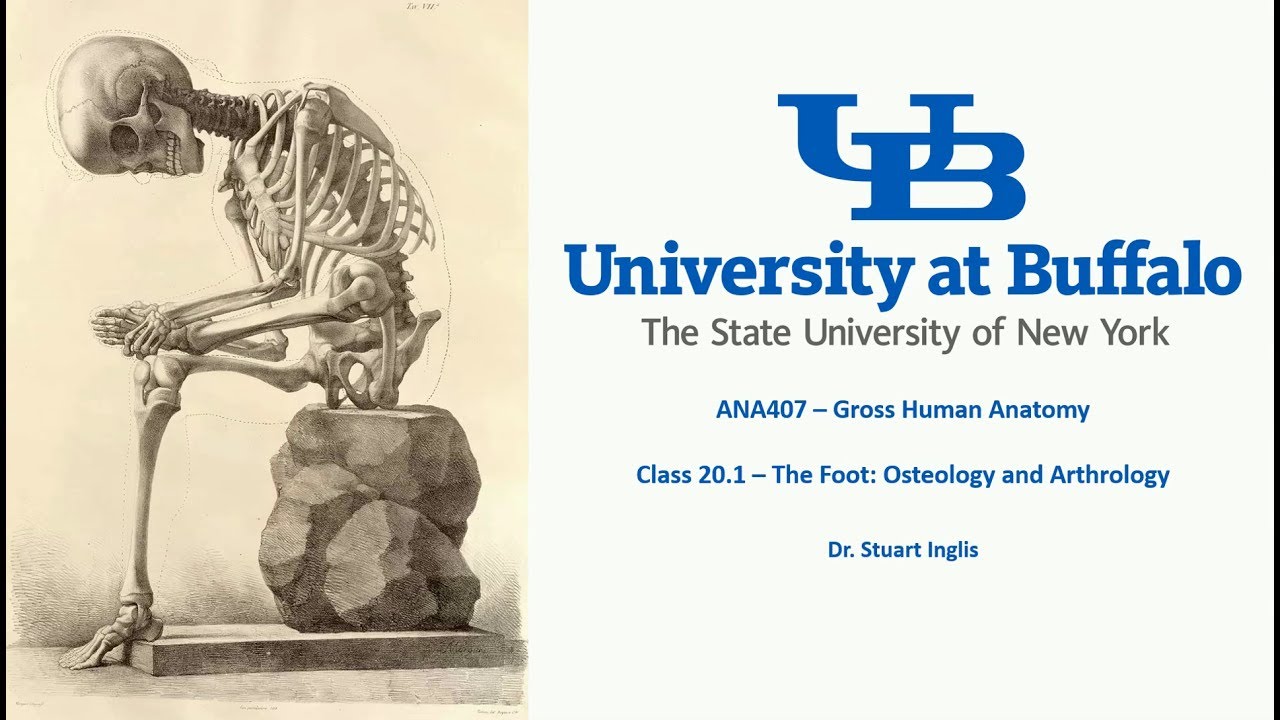 ANA407 - Class 20.1 - The Foot:  Osteology and Arthrology