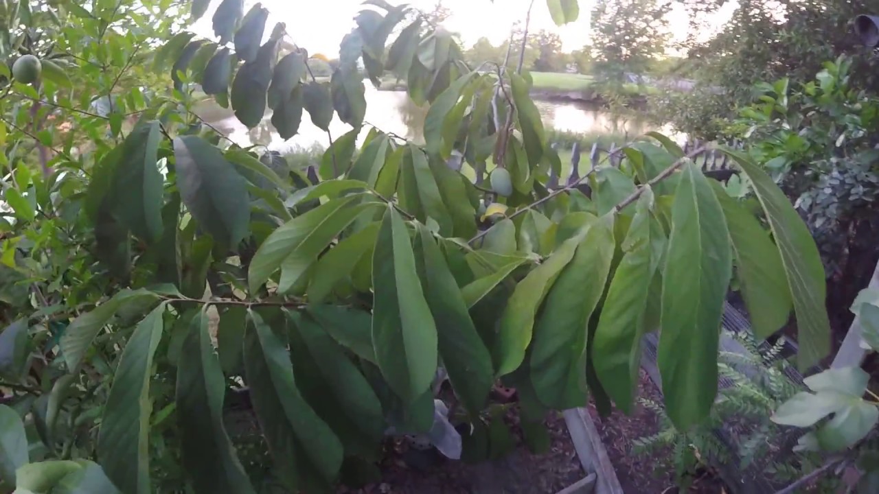 Pawpaw, pomegranate, and potted tropical fruit trees in Virginia