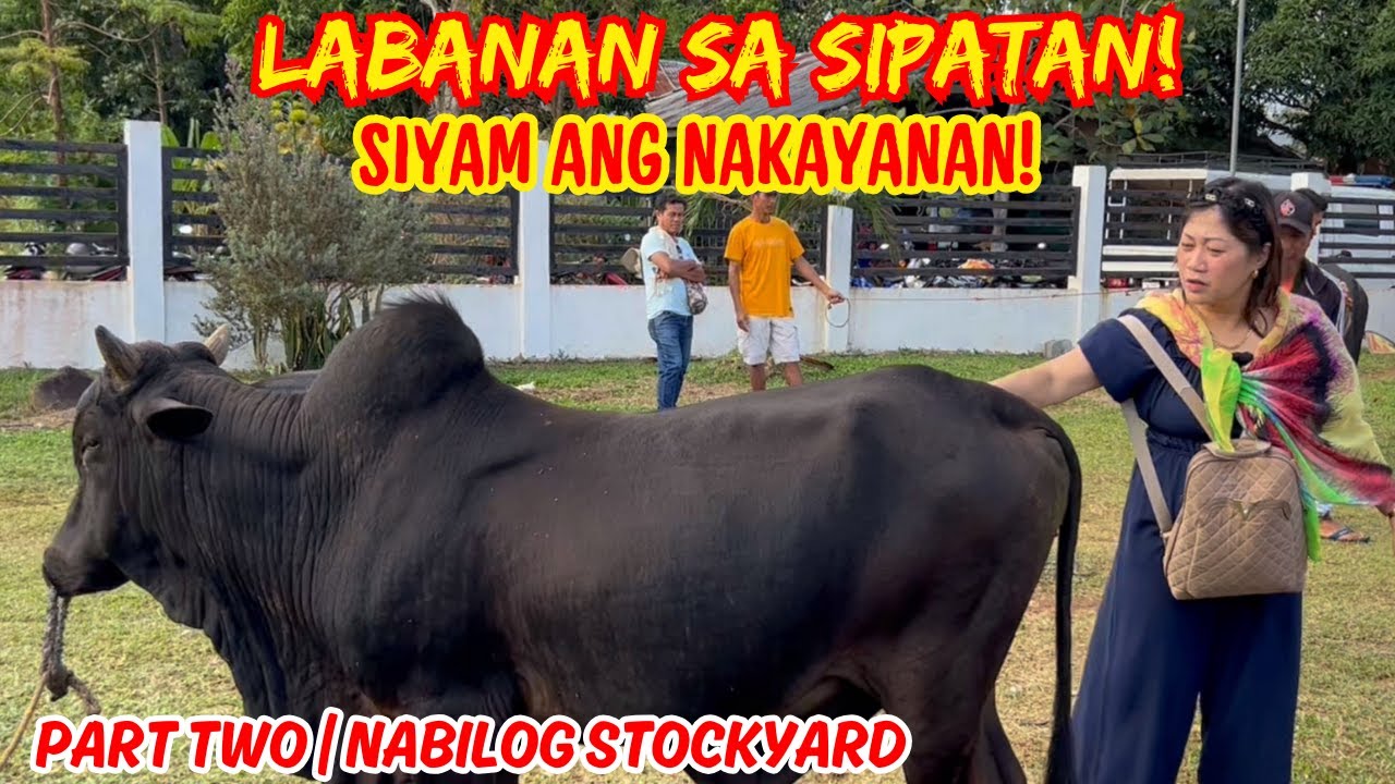 LABANAN SA SIPATAN! SIYAM ANG NAKAYANAN! | NABILOG STOCKYARD: PART TWO | SOLLE'S GANDANG BUHAY
