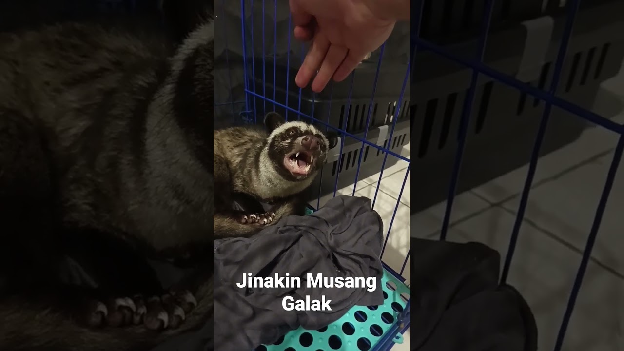 Jinakin Musang Galak 