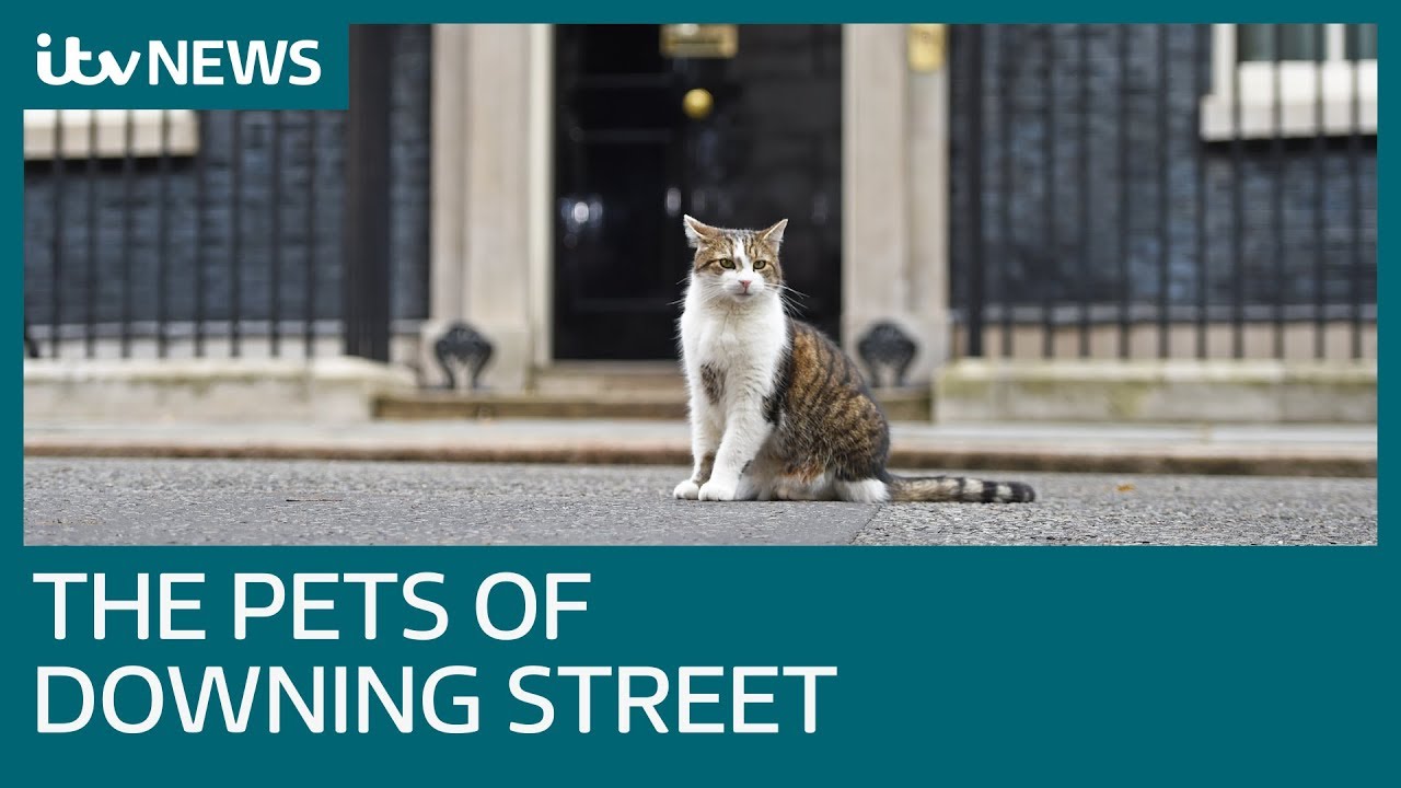 Does Larry the cat's legacy end with Boris Johnson? | ITV News