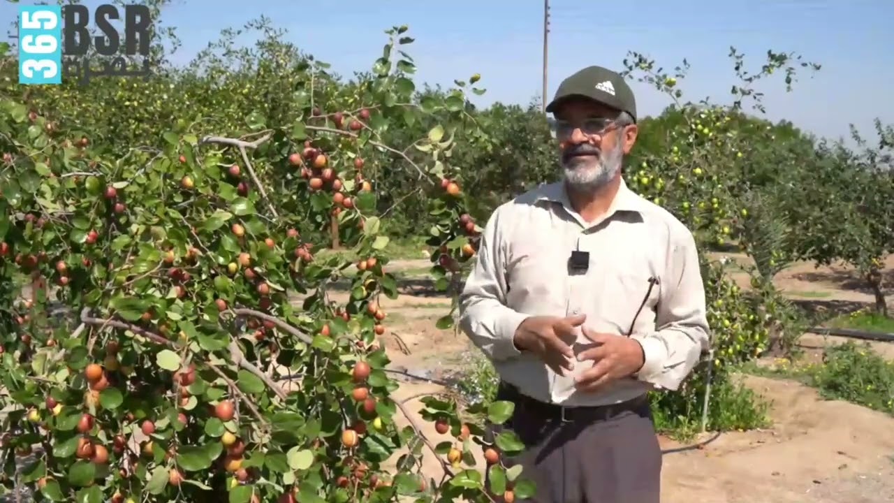 النبق التايلندي والباكستاني في مزارع  النجمي في سفوان