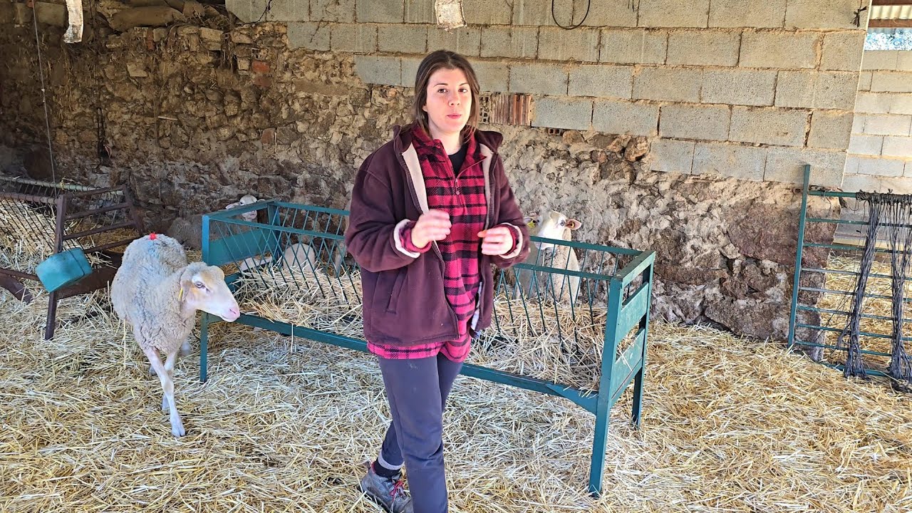 Montando el corral para los nuevos corderinos, los cachorros ya no paran