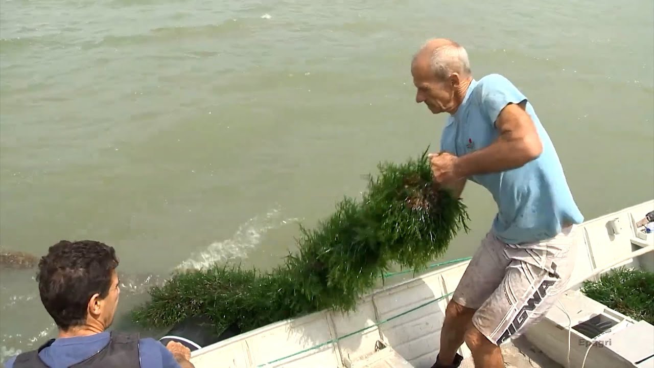 Fazenda marinha: empresa usa macroalgas para a produção de fertilizantes