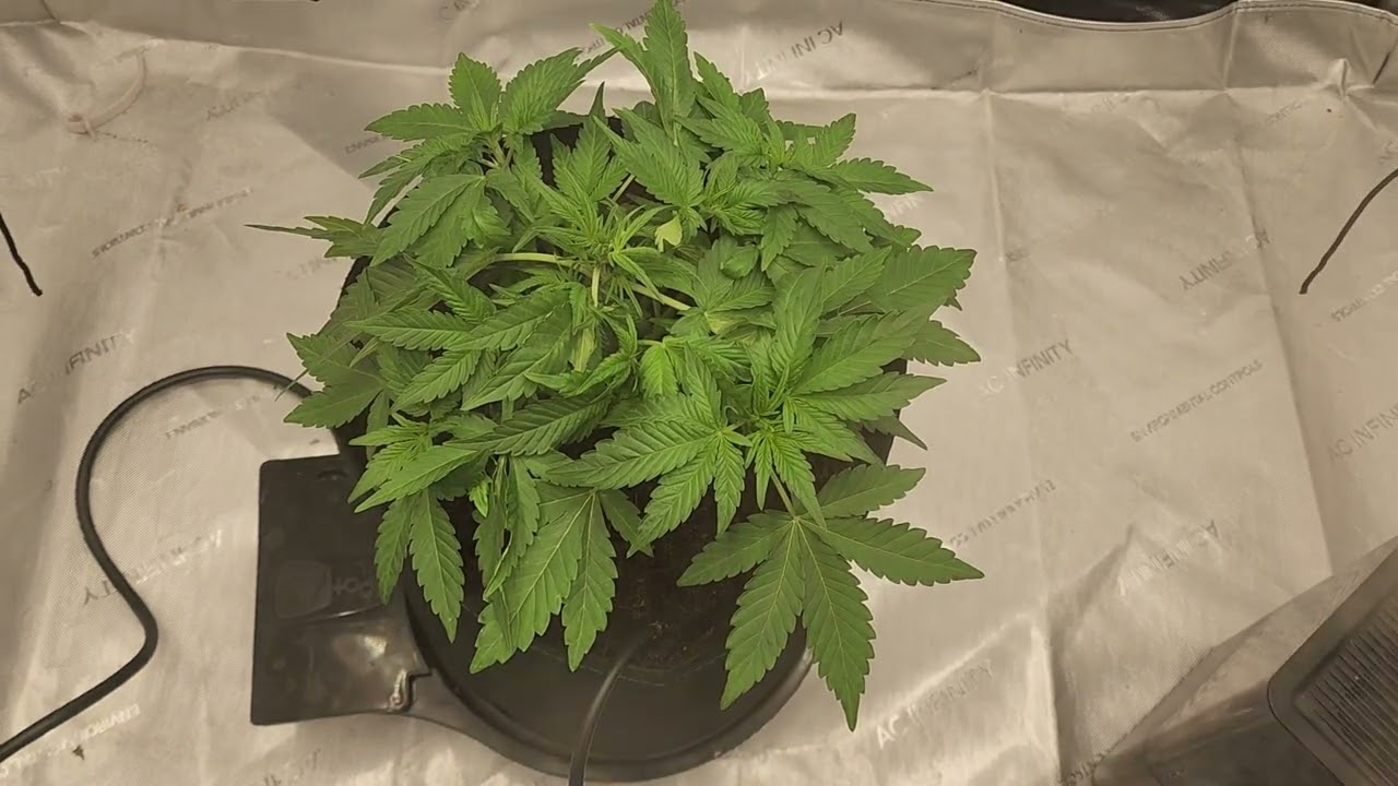 Microverse Morsels by Night Owl, day 25