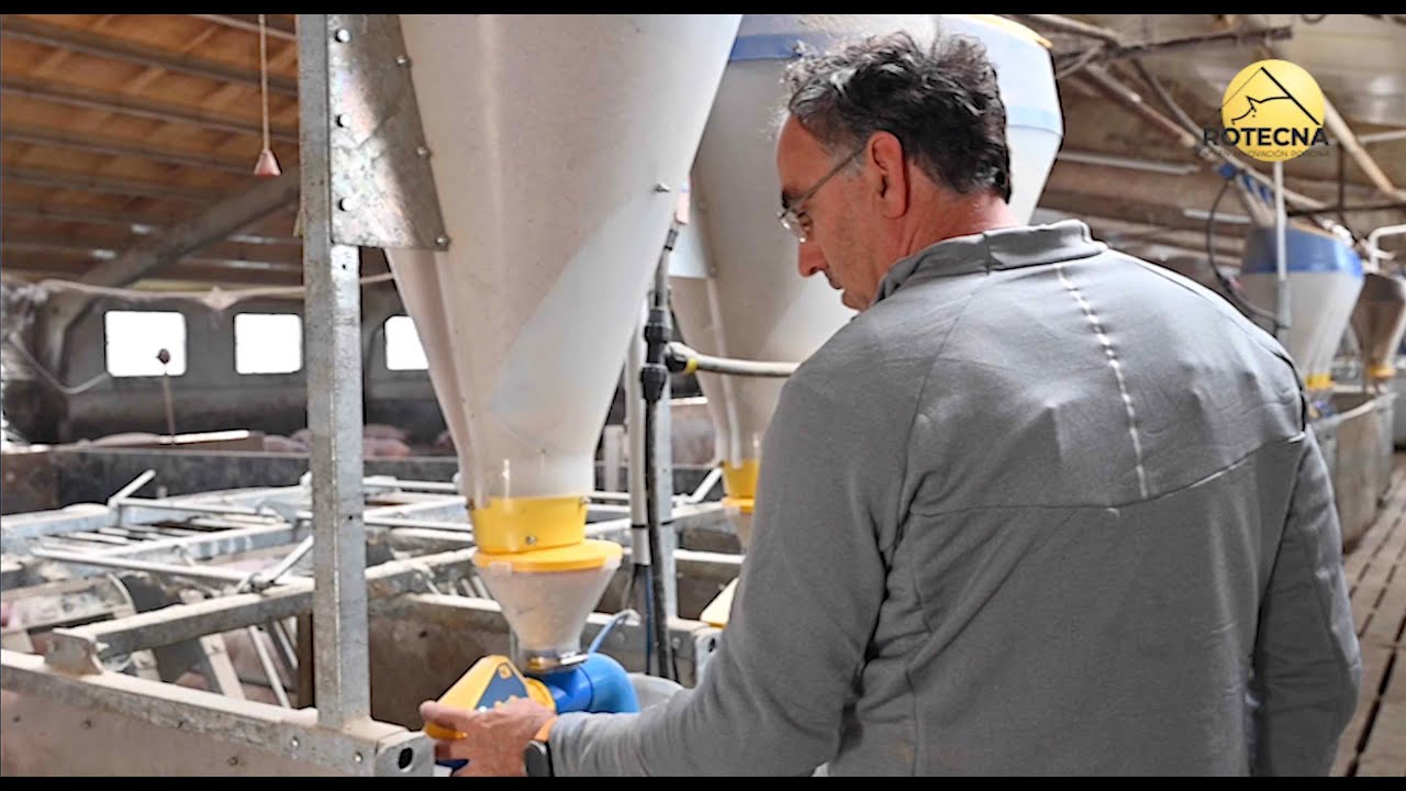 Sistema electrónico de alimentación individualizada para cerdas gestantes