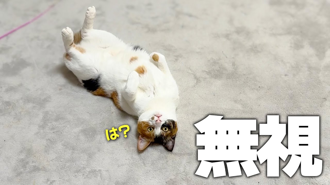 構って欲しいのに飼い主に無視されて様子がおかしくなってしまう三毛猫