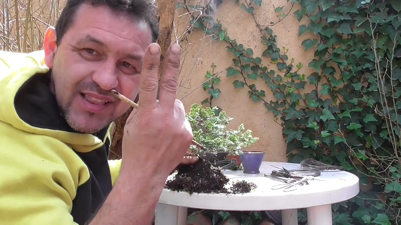Trasplante De URGENCIA / CHAMAECYPARIS OBTUSA NANA / Samuel Sánchez Bonsai